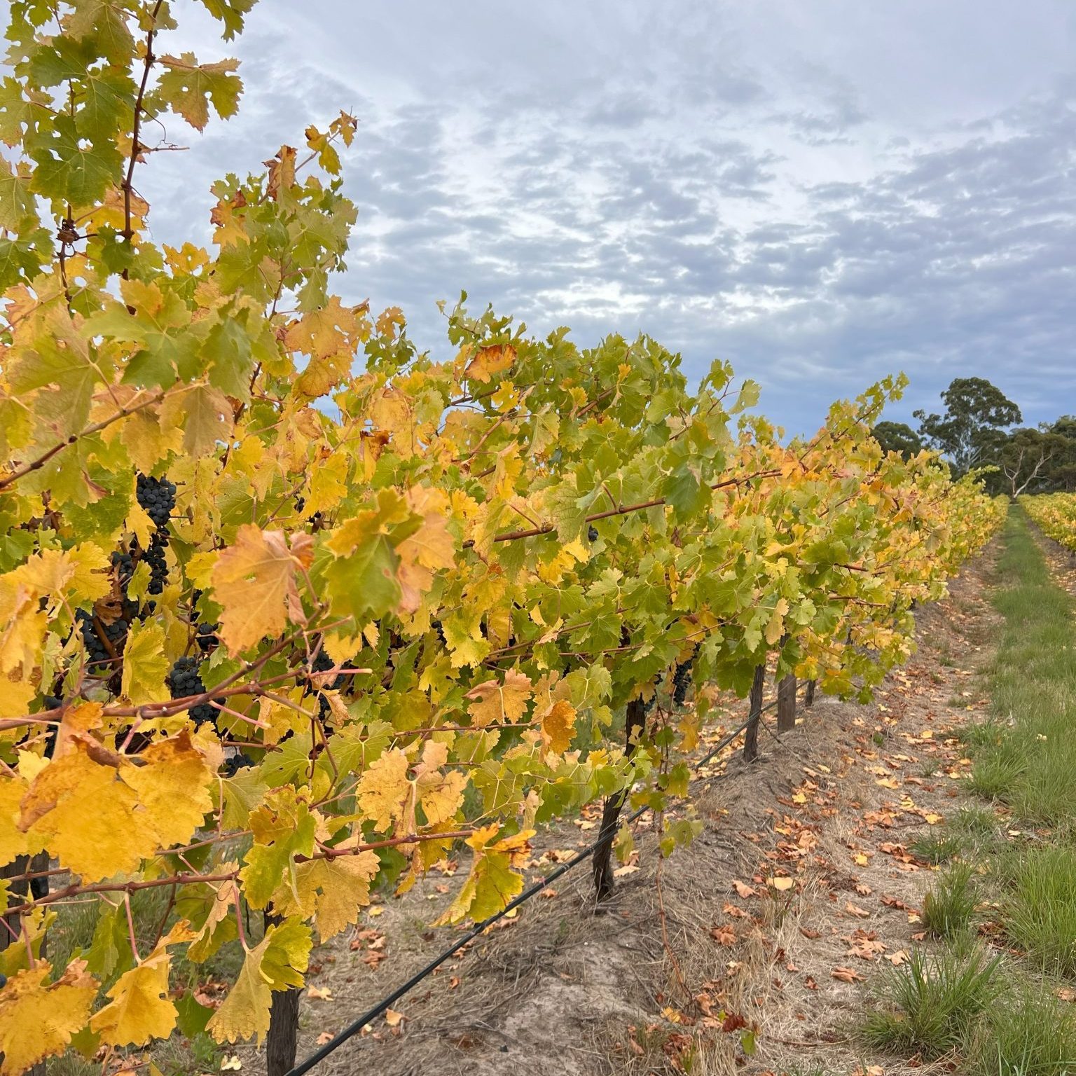 Autumn vineyard