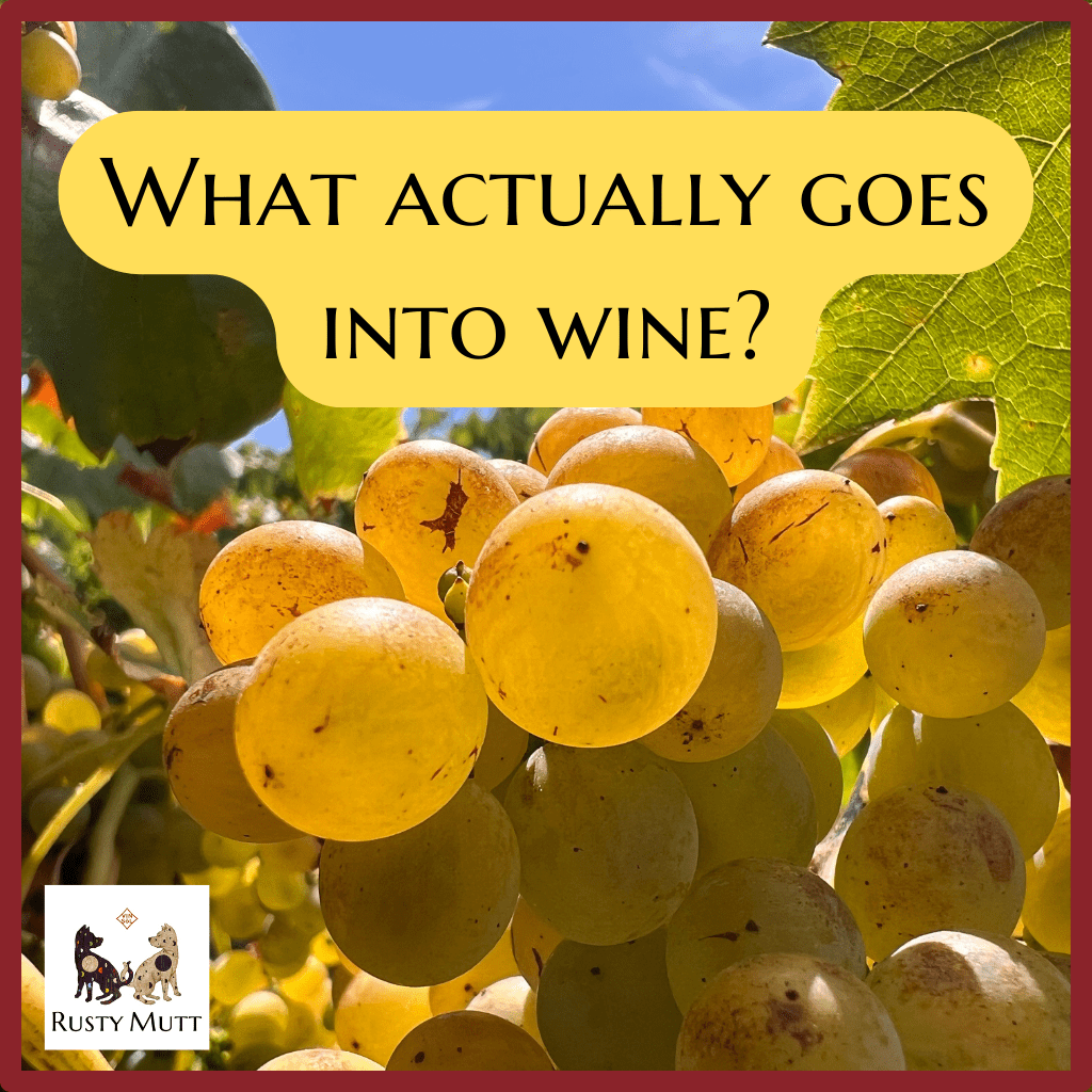 White grapes in the vineyard and what goes into wine title